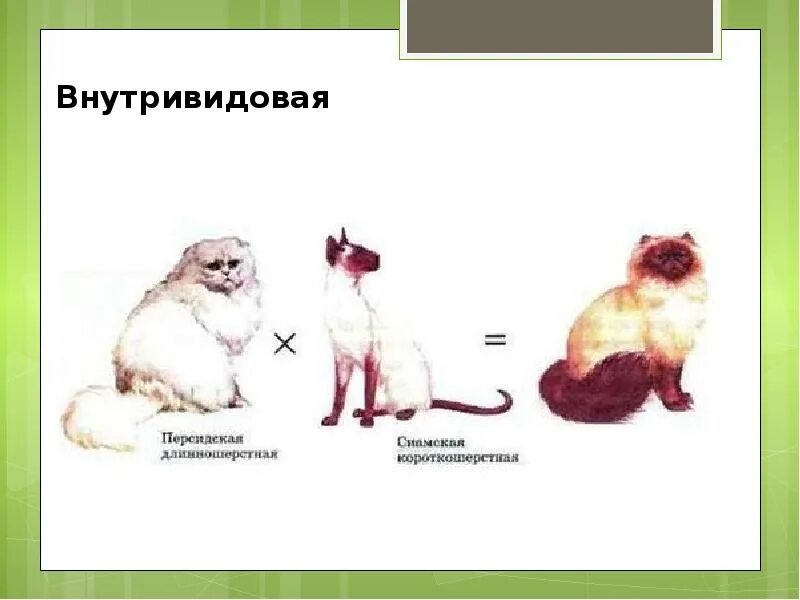 Почему гибриды различных