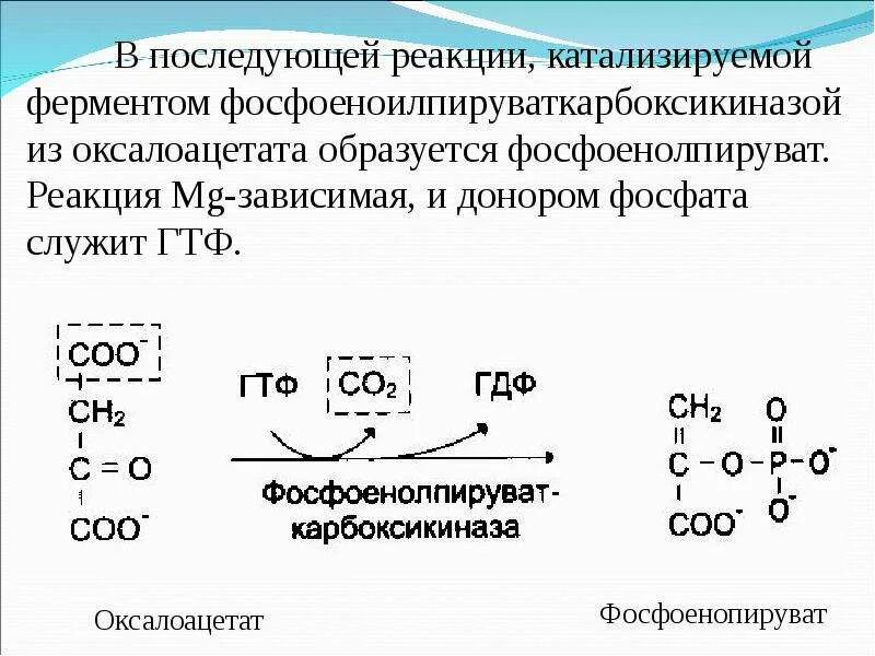 Ферменты расходуются в ходе реакции. Реакции образования оксалоацетата. фосфоенолпируваткарбоксикиназа катализирует реакцию. оксалоацетат в фосфоенолпируват. оксалоацетат фосфоенолпируват реакция.