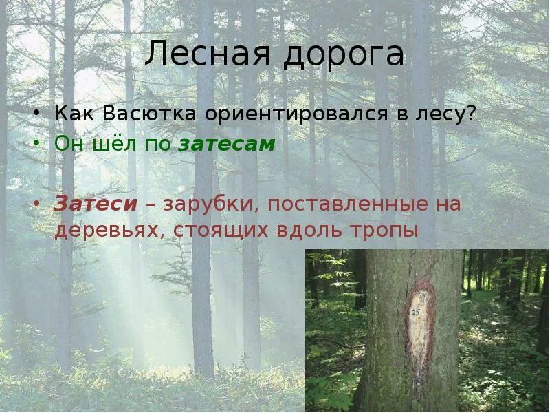 Зарубки в лесу. Зарубки на дереве в лесу. Затеси зарубки. Затеси на дереве. Васютка нашел озеро в лесу