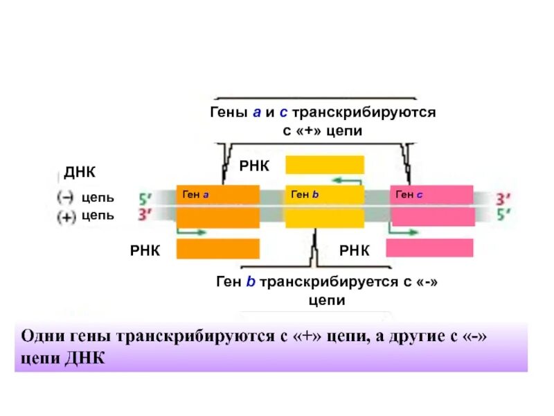 Транскрибируется. Gh1 ген. Ген rb1 это. Ген lrrtm1. Ген 1 телефон