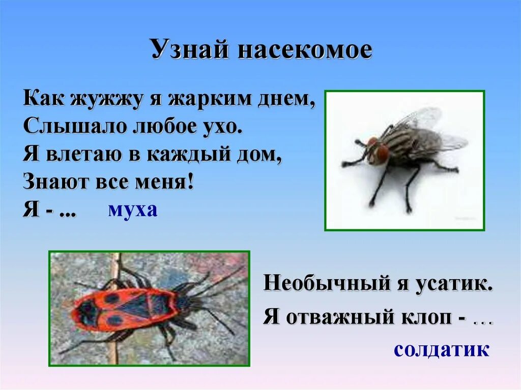 Клоп солдатик летает. Информация про клопа-солдатик. Название жужжащих насекомых. Клоп-солдатик насекомые слайд. Текст про насекомых