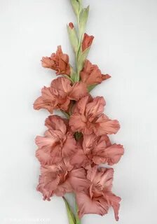 Пельмени гладиолус