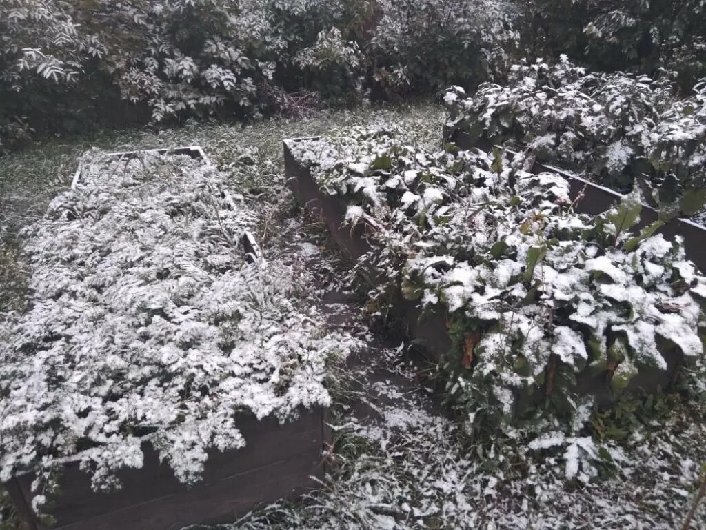 Первый снег в Новосибирске 2021. Первый снег в Новосибирске. В Новосибирске выпал снег. Новосибирск снег 26 сентября. 1 мая выпал снег