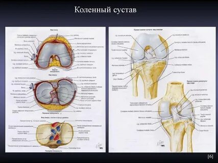 Топография сустава