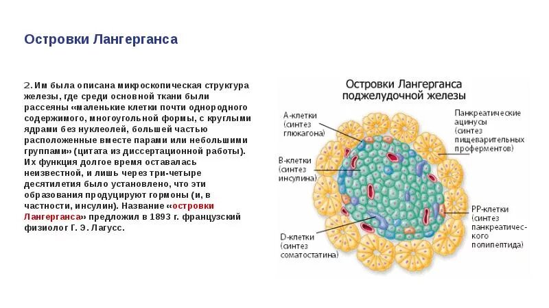 Альфа клетки островков Лангерганса. Альфа клетки островков Лангерганса вырабатывают. Альфа клетки островков Лангерганса продуцируют. Бета клетки островков Лангерганса.