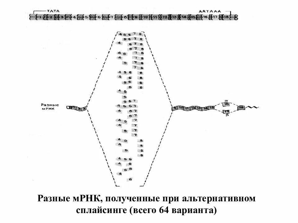 Матричная рнк образуется в. Матрица рнк. матричная рнк.