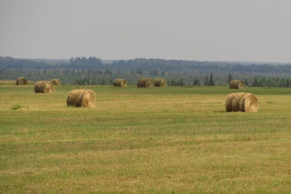 Сено тверская область. Тверская область Торжокский район деревня. Зеленый Тверская область Торжокский район. Деревня высокое Тверская область Торжокский район. Деревня Спасс Торжокский район.