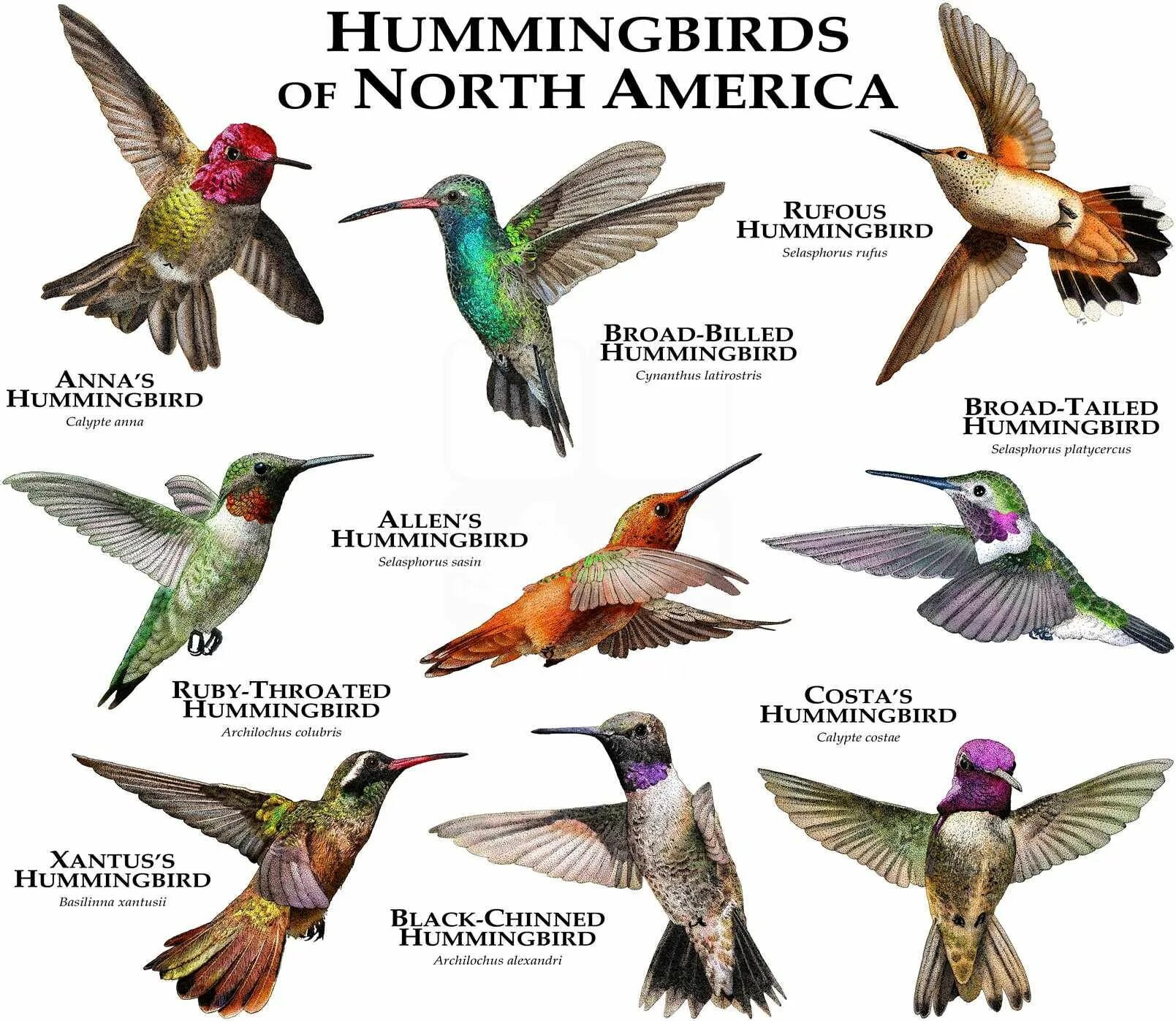 Какая птица в америке. Земляной дятел. The birds of america. Красногрудая зарянка. Какая птица в америке.
