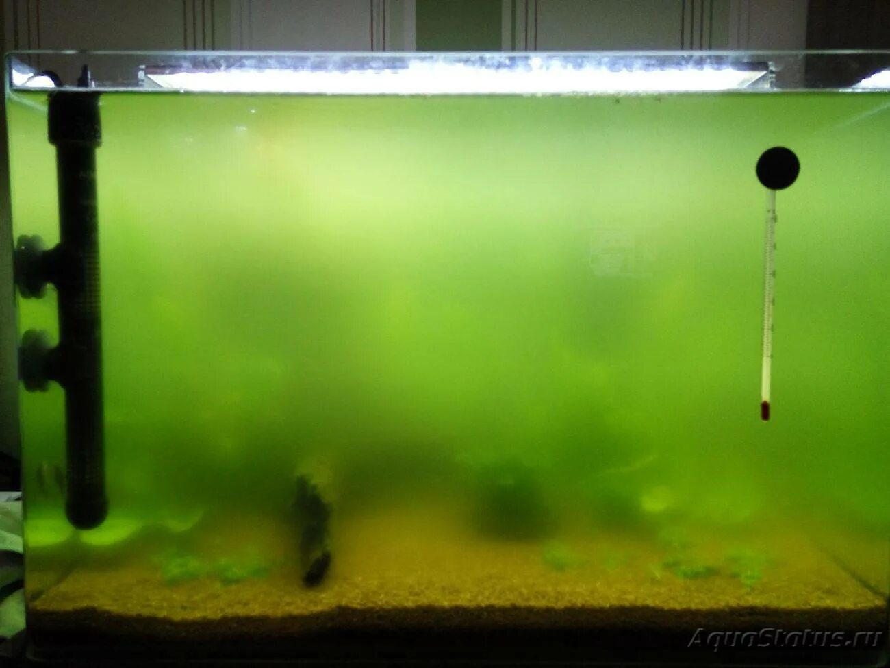Почему быстро зеленеет вода. Мутная вода в аквариуме. Зеленая вода в аквариуме. Зеленая вола в АК. Зацвела вода в аквариуме.