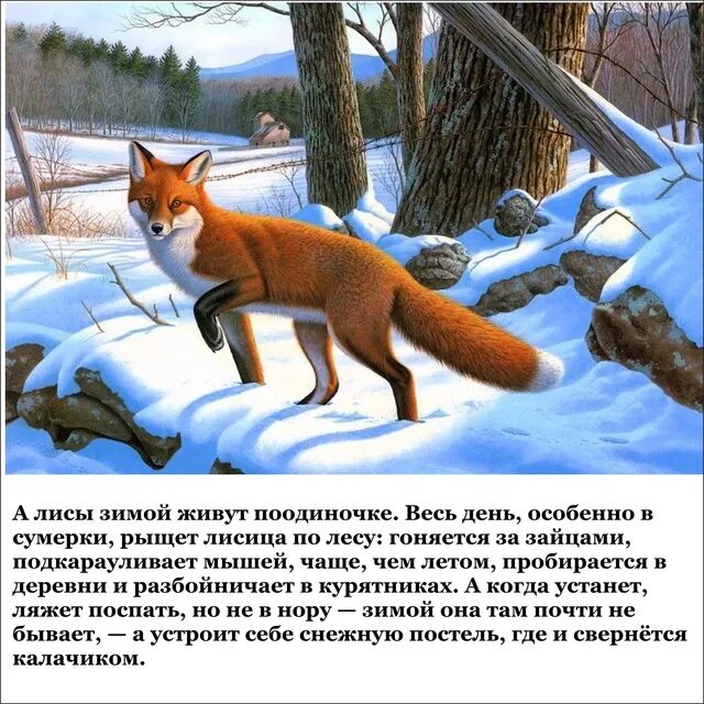 Какой зверь зимует за счет летних запасов. Какой зверь зимует за счет летних запасов