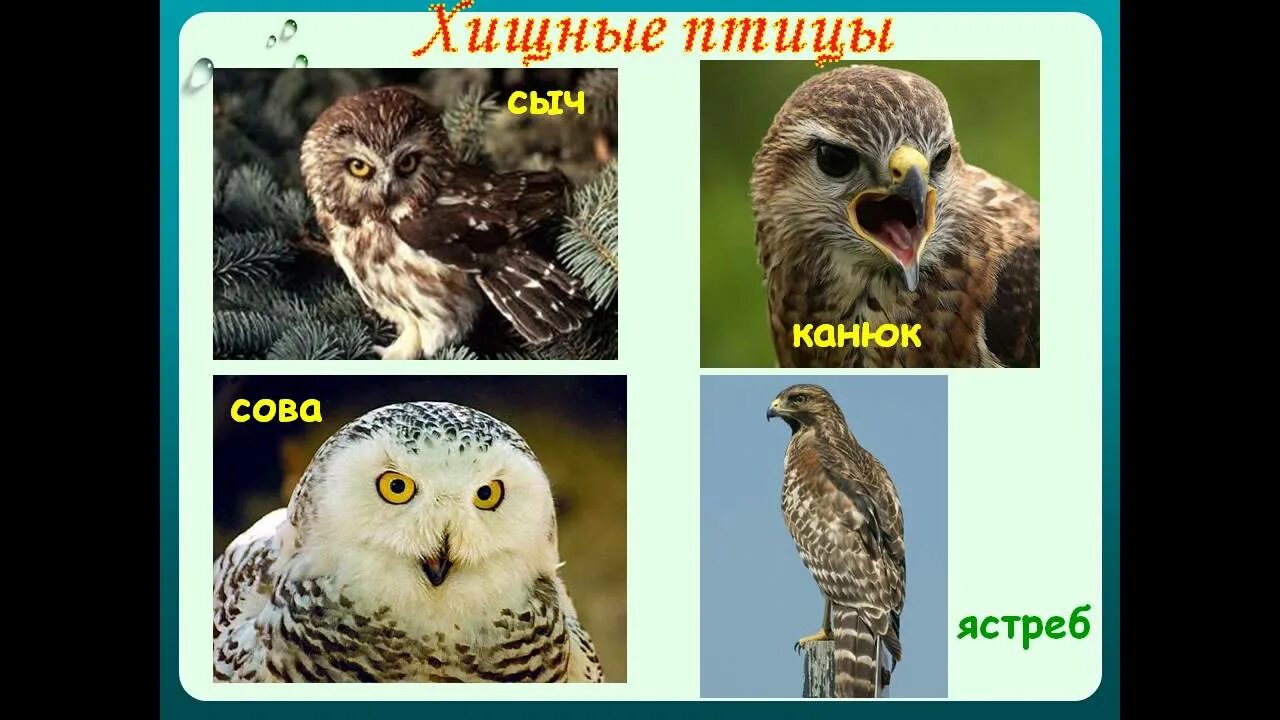 Растительноядные птицы примеры. Птицы хищники и травоядные. Всеядные птицы. Птицы хищники и травоядные. Клювы птиц и питание.