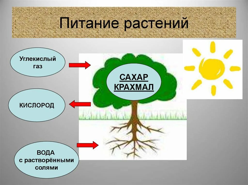 Кислород углекислый газ вода солнечный свет. Питание растений. Как питаются растения. Схема питания растений. Процесс питания растений.