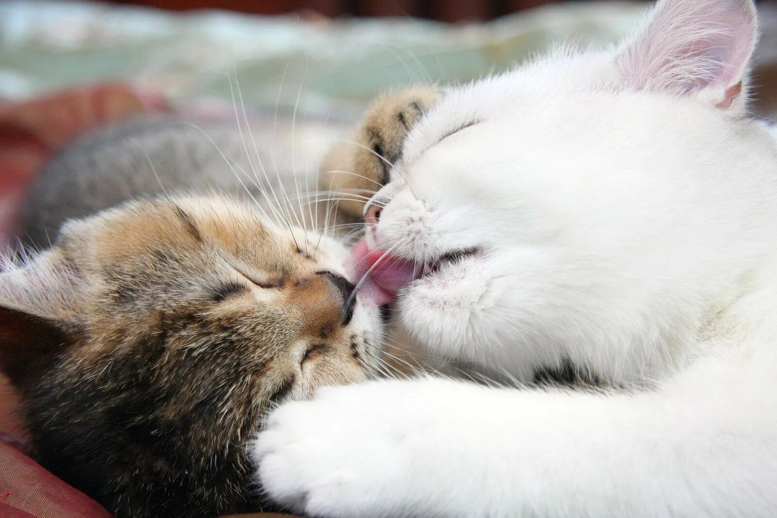 Любовь кошек и котов. Поцелуй кошек. Котики обнимаются. Влюбленные котики. Кошки нежность.