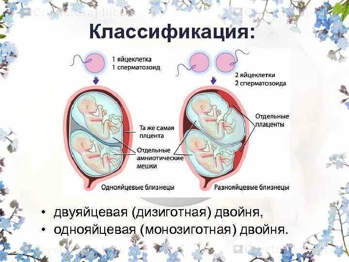 Дизиготная многоплодная беременность. Беременность монохориальная диамниотическая двойня. Многоплодная беременность однояйцевая. Монозиготная многоплодная беременность. 37 неделя двойня