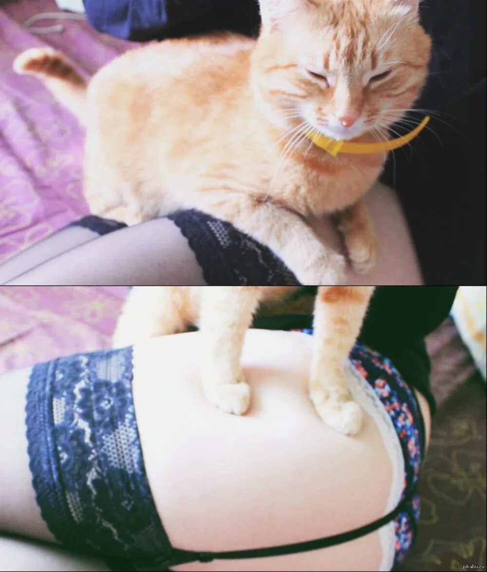 Сунул лапу