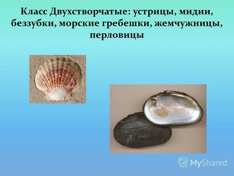 Беззубка, перловица, мидии, устрицы, гребешки.. Беззубка моллюск. Презентация на тему морской гребешок. Жизненный цикл моллюска беззубки.