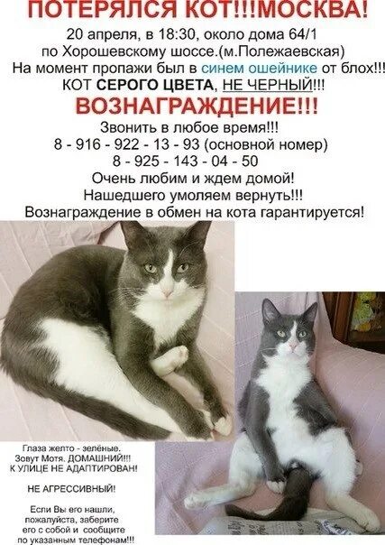 Потерялся котенок как найти на улице. Потерялся кот. потерялся домашний кот.