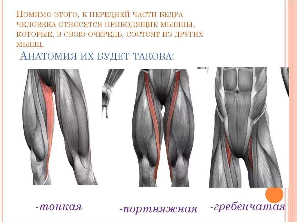 Тонкая приводящая мышца бедра. Мышцы бедра анатомия передняя поверхность бедра. Длинная приводящая мышца (m. Тонкая и портняжная мышца. Мышцы внутренней поверхности бедра анатомия.