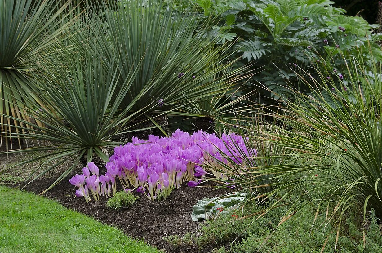 Unique plants. Колхикум в ландшафтном дизайне. Cochran Gardens.