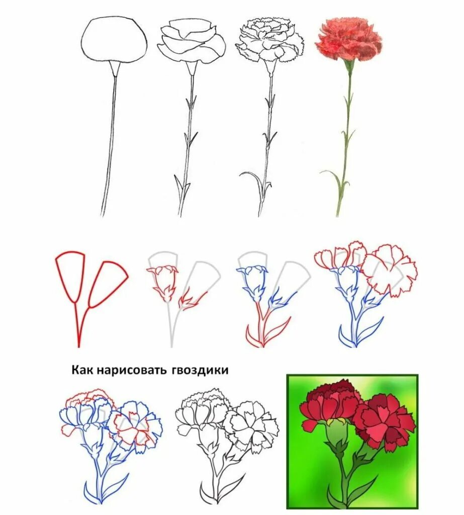 Гвоздика рисунок карандашом 9 мая