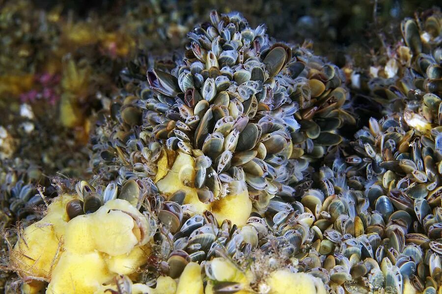 Мидии Балтийского моря. Моллюска Mytilus edulis. Фильтрующие моллюски. Устричная банка.