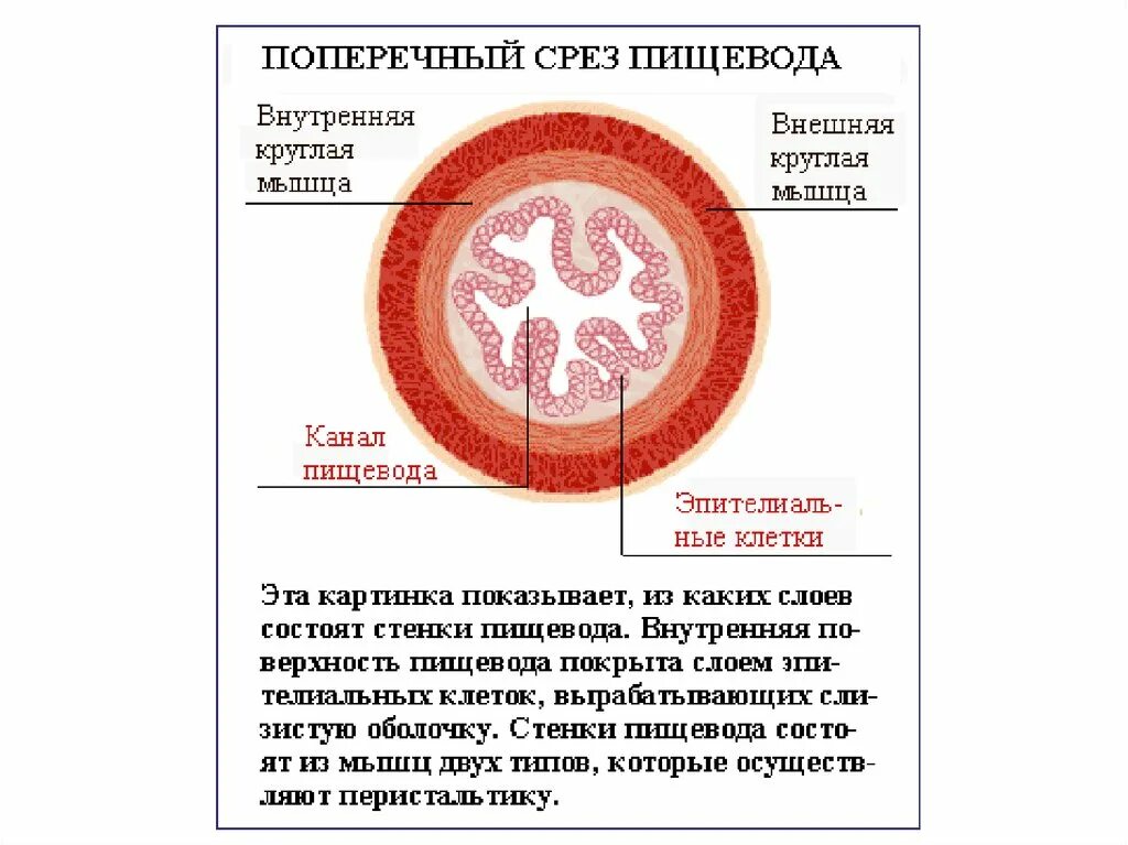 Строение стенки пищевода поперечный срез. Поперечный срез пищевода схема. Строение стенки пищевода поперечный разрез. Строение стенки пищевода анатомия. Слои пищевода