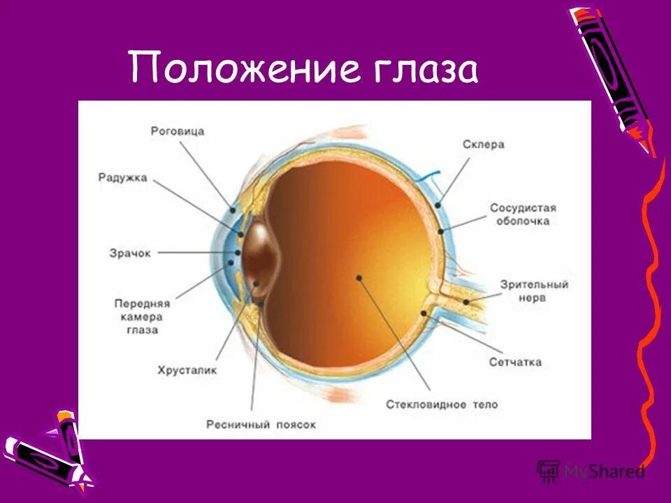 Строение глаза задание