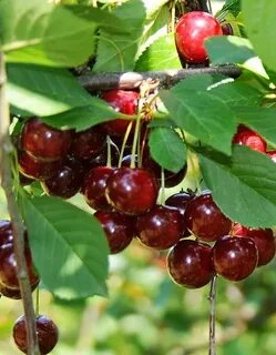 Плодовые каталог
