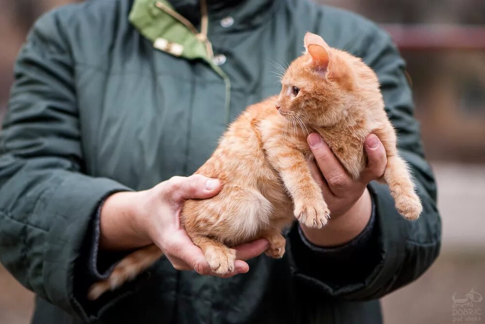 Волонтеры и коты. Котик волонтер. Волонтеры и животные. Волонтер с кошкой. Кот волонтер