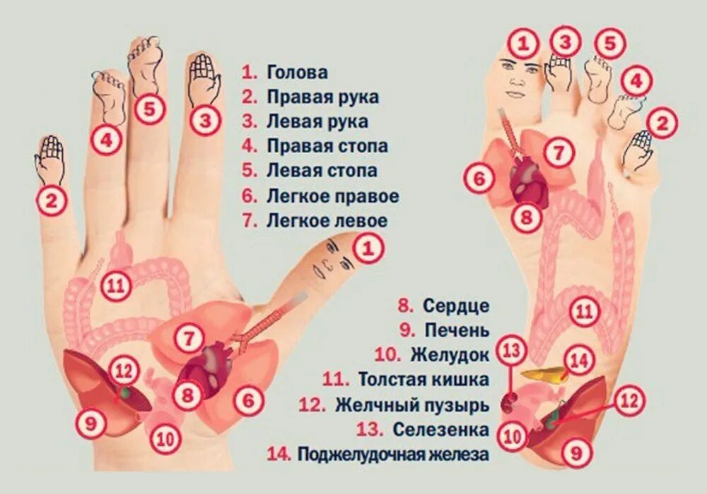 Почему пульсирует палец. Су Джок массаж ладони. Су Джок на пальцах рук. Точечный массаж рук. Точки на руках для массажа.