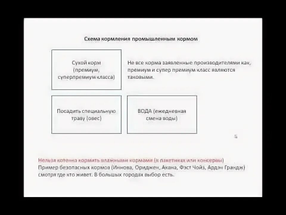 Как кормить котенка сухим и влажным. Как накормить котёнка 1 месяц. чем кормить котёнка 1 месяц без мамы. чем кормить котенка 1 месяц.