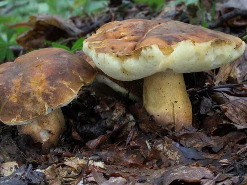 Каштановый гриб фото и описание. Гиропор каштановый. gyroporus castaneus. гиропорус каштановый. гриб каштановик.