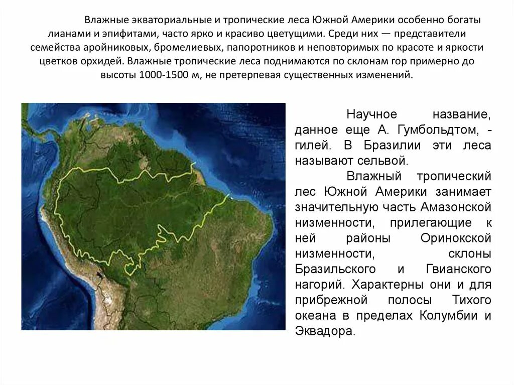 Экваториальные леса Южной Америки географическое положение. Оринокская низменность на карте Южной Америки. Влажные экваториальные леса Южной Америки 7 класс география. Рельеф амазонской низменности.