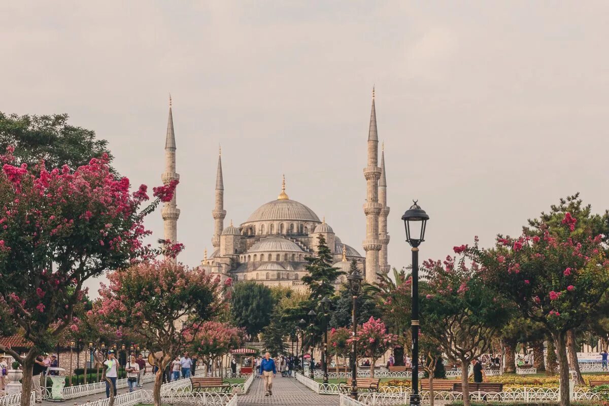 Голубая мечеть цветы Стамбул. Стамбул Турция весной. Турция мечеть розы. Стамбул тюльпаны. Стамбул весной