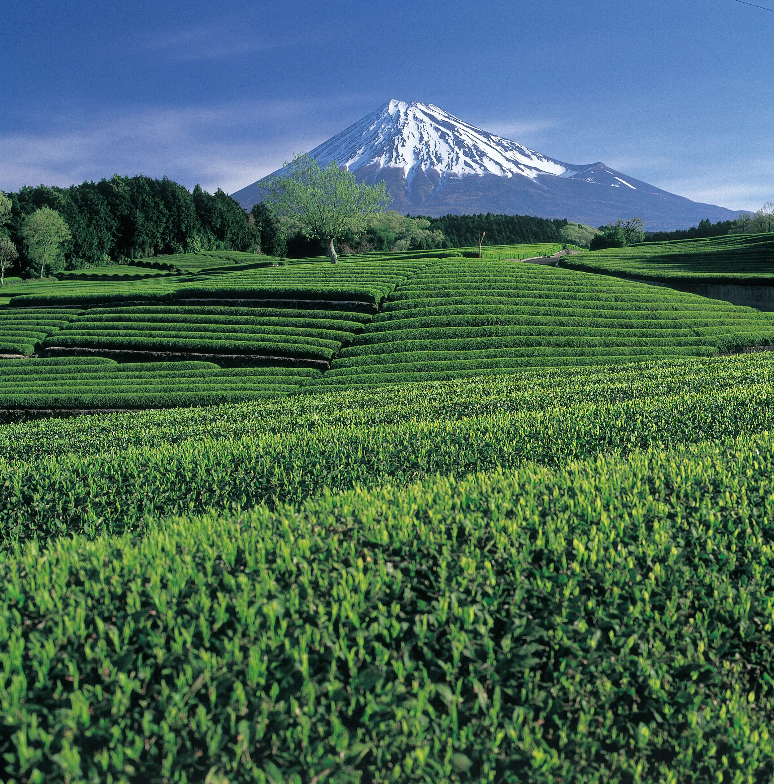 Tea fields. Тайные виды на гору фудзи. shizuoka prefecture sights. japan green. tea field.