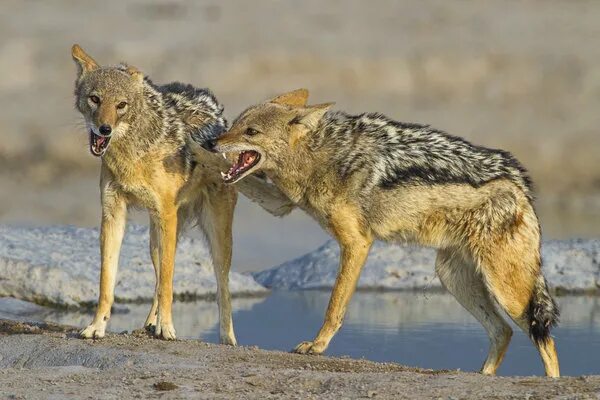 Jackal Wilde hunde, Wilde tiere, Tiere