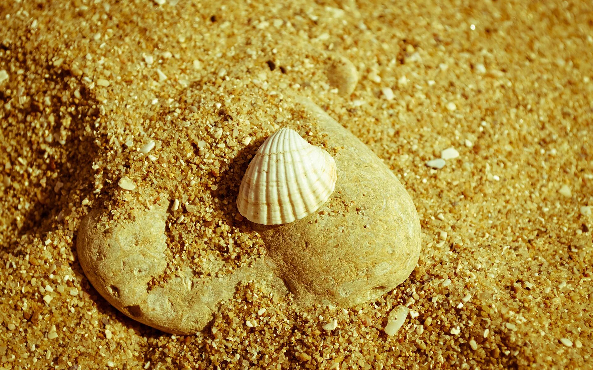 Море ракушки. Ракушки на песке. Ракушечник песок. Ракушки песок камушки.