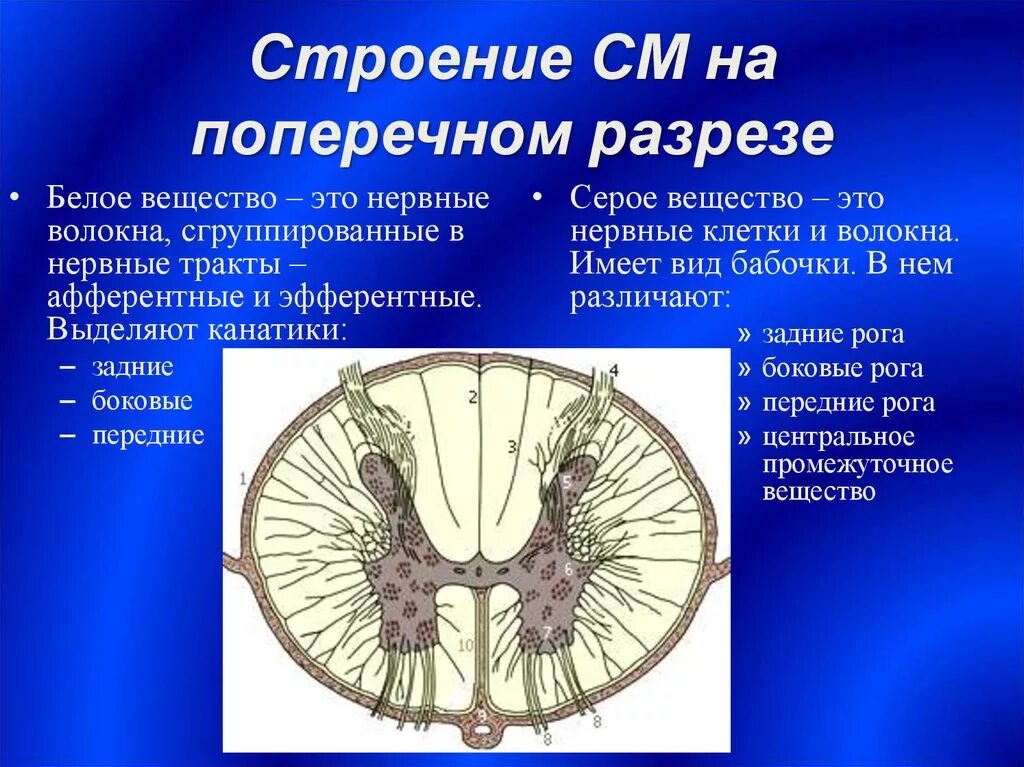 Задний канатик спинной мозг анатомия. Строение белого вещества. Передние канатики белого вещества. Серое и белое вещество спинного мозга.