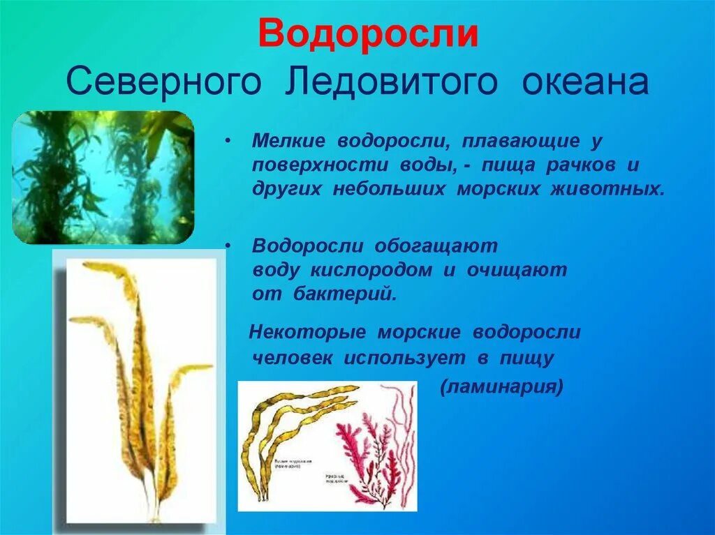 4 класса водорослей