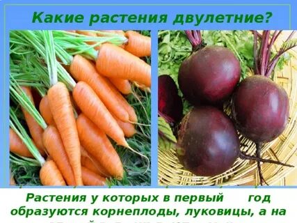 Какую роль играют корнеплоды в жизни двулетних