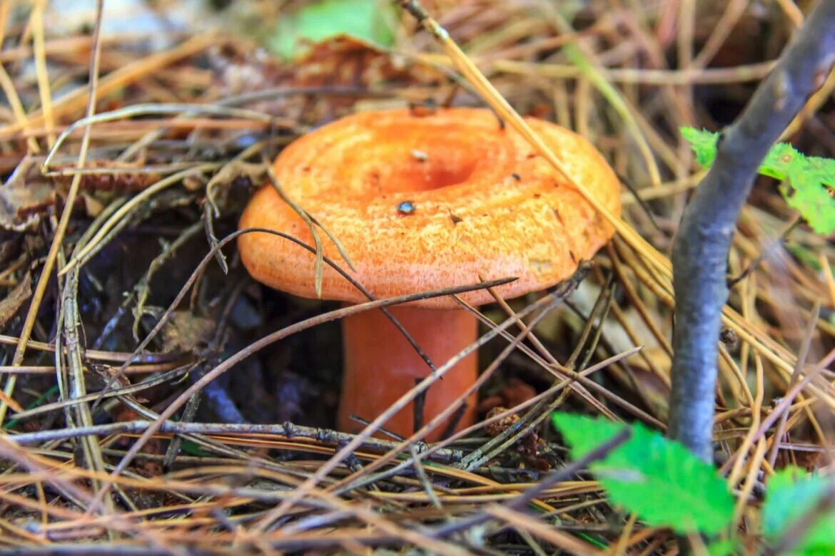 Рыжик картинка. Рыжик Сосновый/Боровой (Lactarius deliciosus);. Рыжик Боровик. Млечник Рыжик гриб. Царский гриб Рыжик.