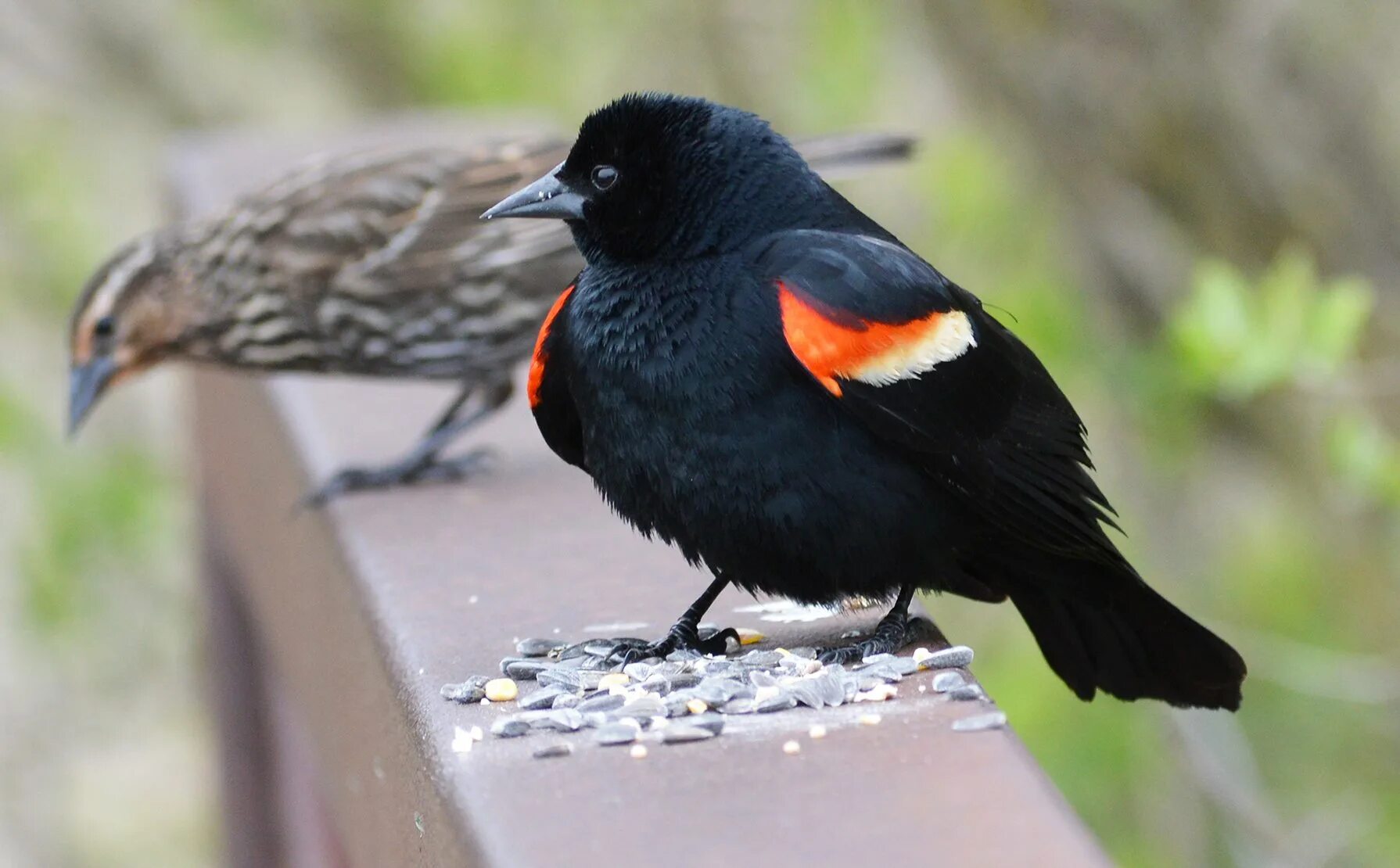Red-Winged Blackbird. Оранжевая птица с черными крыльями. Птица с оранжевым брюшком. Птица с красным брюшком.