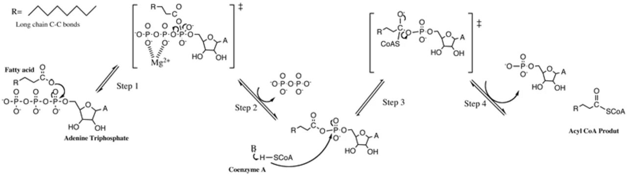 Коа лак. COA лигазы жирных кислот. Длинноцепочечные жирные кислоты. Ацил КОА синтетаза.