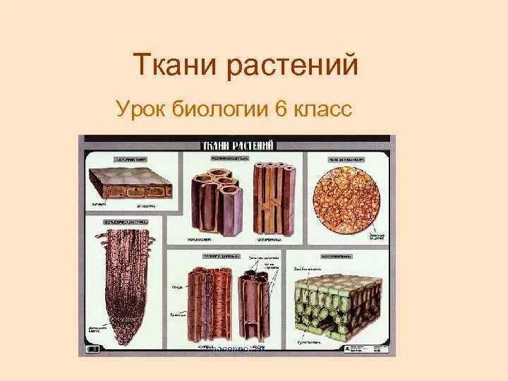 Механическая ткань часть впр. Типы растительных тканей 6 класс биология. Что такое ткани растений в биологии 6 класс механические ткани. Растительные ткани 6 класс биология. Ткани растений 6 класс биология.