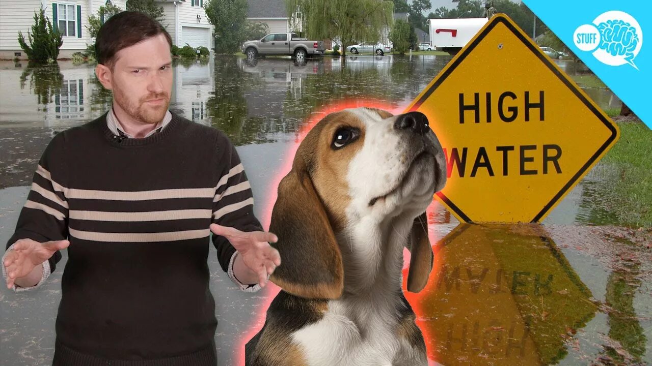 Most animals don t