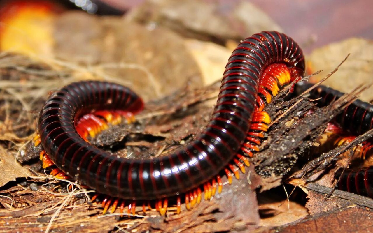 Многоножка кивсяк. Многоножка Millipede. Сороконожка кивсяк.