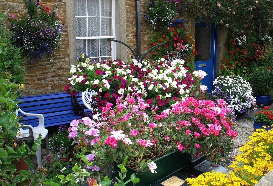 цветок гарден ландскапе. палисадник калифорния. уютный палисадничек. деревня двор огород палисадник. петуния цветущая дача.