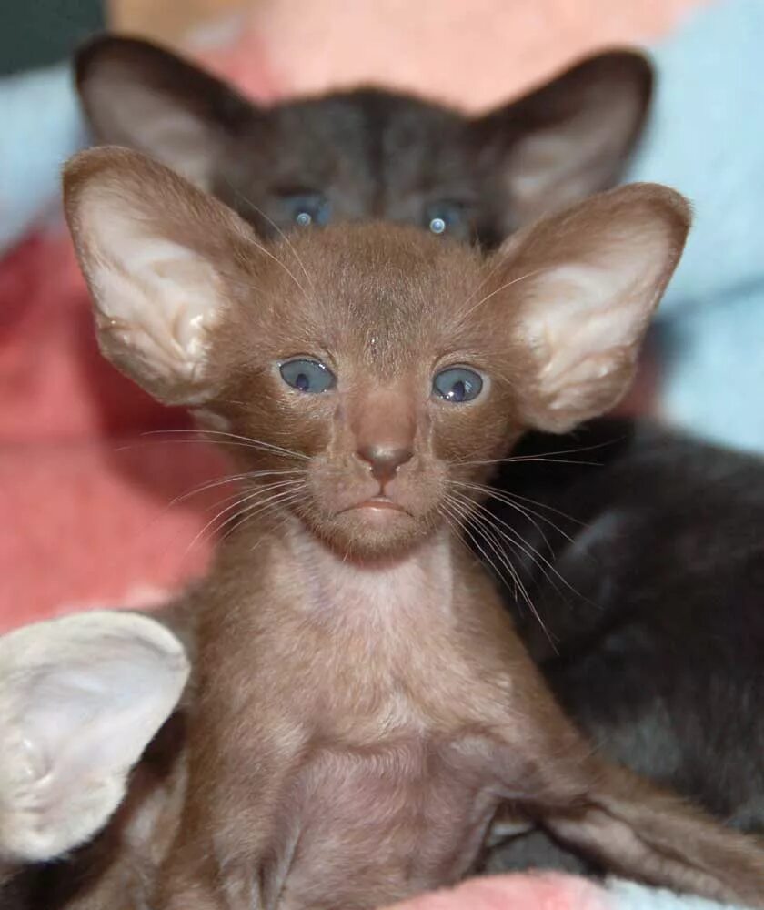 современные анекдоты. стих если туча в небе хмурится если снег летит в саду. видала назвала. выражения высказывания про бабников. анекдот про деда.