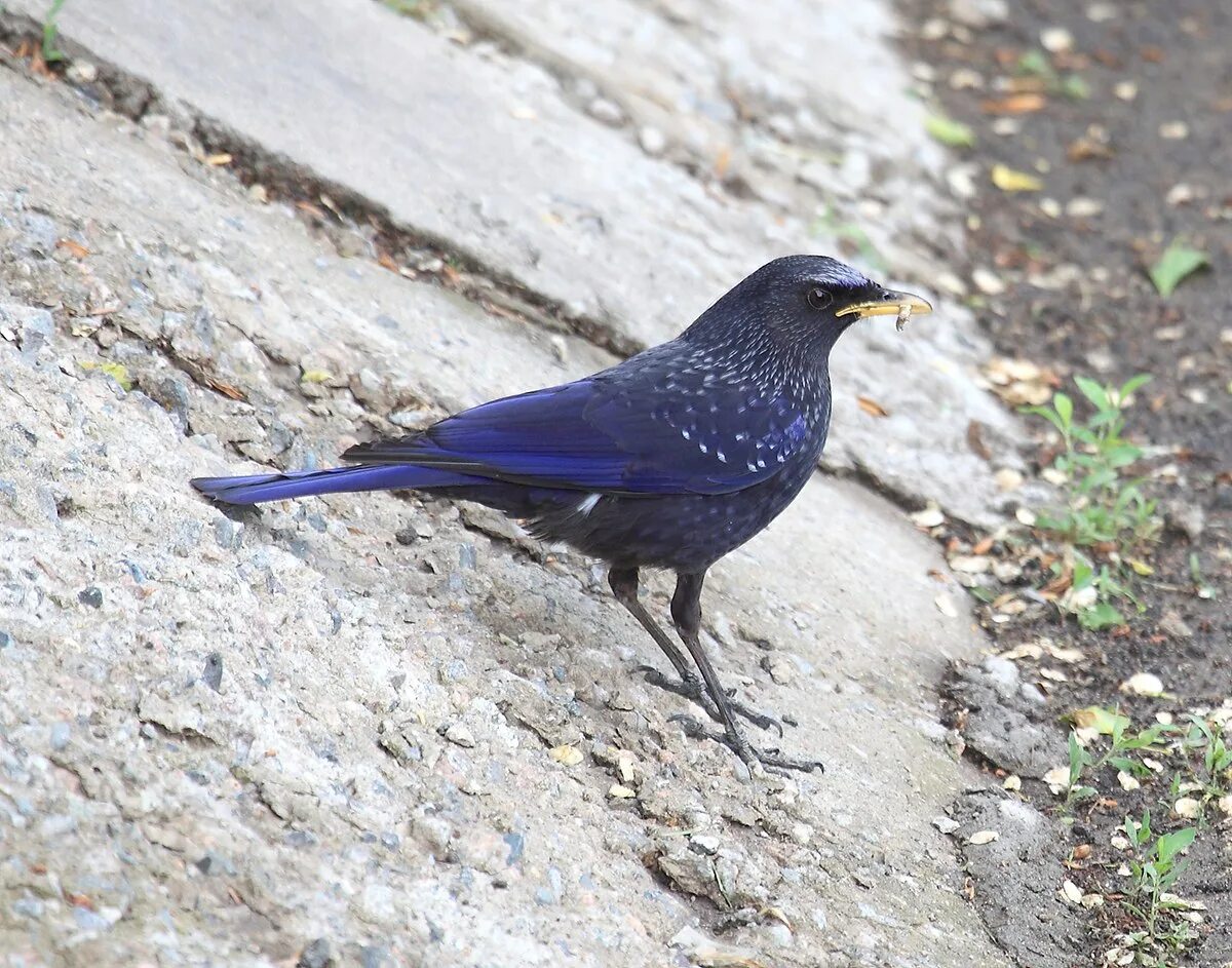 Лиловый Дрозд (Myophonus caeruleus). Синяя птица Myophonus caeruleus. Синяя птица лиловый Дрозд. Синяя птица Тянь Шаня