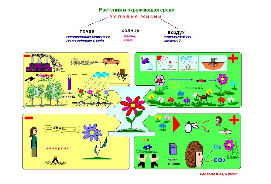 Конспект урока окружающий мир человек 3 класс. Взаимосвязь растений с окружающей средой. Растения для дошкольника таблица. Модель растения для дошкольников. Графическая модель растения для дошкольников.